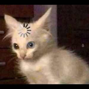 Meet your Posher, Oneill